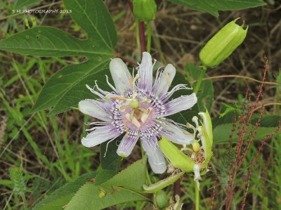 Purple Wildflower