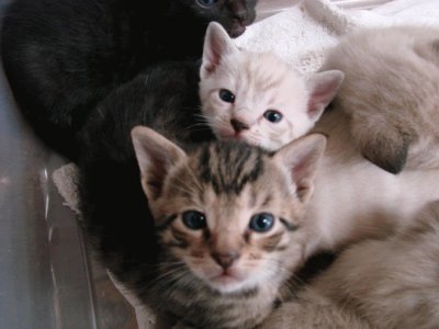 פאזל של Kitten Cuties