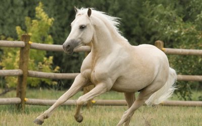 פאזל של caballo