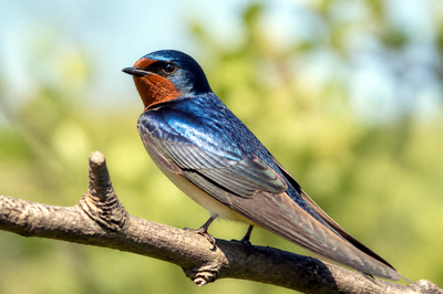 Swallow Close Portrait(grok)