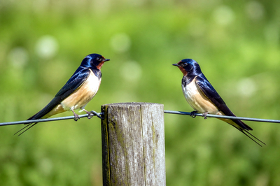 Swallows on Wire(grok)