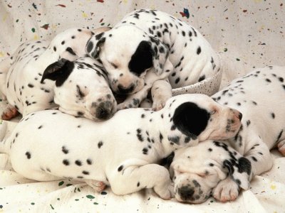 Animales tiernos dalmatas jigsaw puzzle