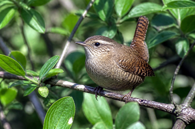 Afternoon Portrait Wren