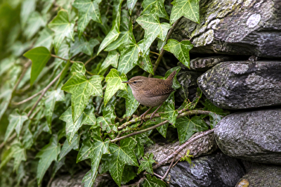 Overcast Ivy Wren