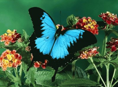 Mariposa jigsaw puzzle