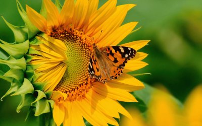 Girasol-mariposa jigsaw puzzle