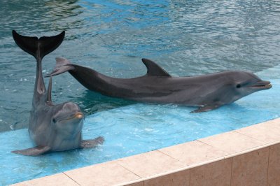 פאזל של Acuario-delfines