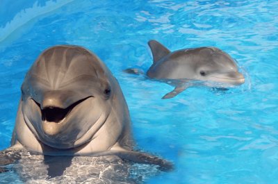 פאזל של Delfines- piscina