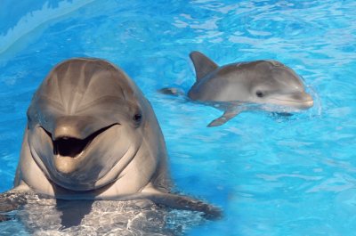 Delfines- piscina jigsaw puzzle