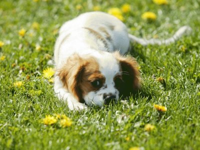 Cachorrito jugueton