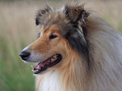 canino- collie