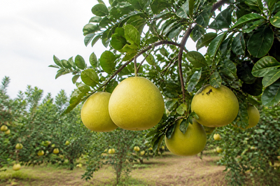 Overcast Orchard Pomelos