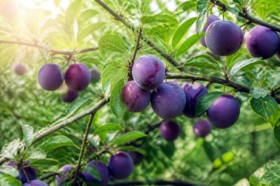 Morning Orchard Plums