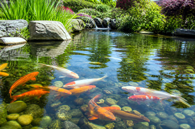 Koi Near Surface(grok)