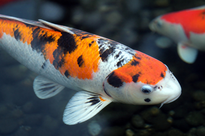 Koi Scales Closeup(grok)