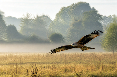 Morning Meadow Kite