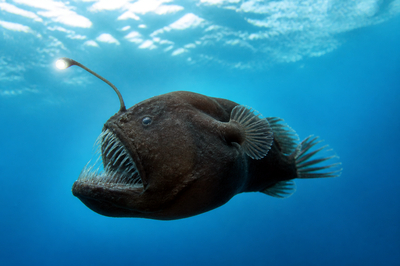 Angler Fish Lure(grok)