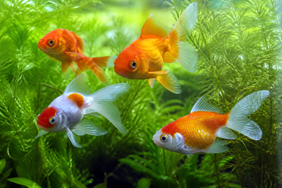 Goldfish Among Plants(grok)