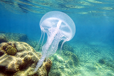 Moon Jellyfish Drift(grok)