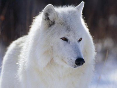 פאזל של Lobo Blanco