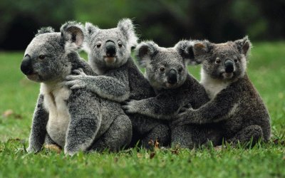 Koalas