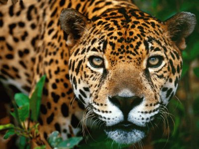 Jaguar jigsaw puzzle