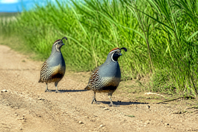 Afternoon Path Quail