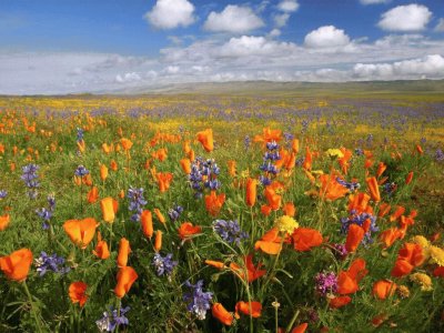 Poppy-California State Flower