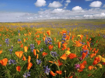 Poppy-California State Flower jigsaw puzzle