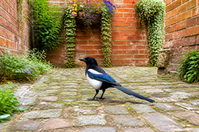 Brick Courtyard Magpie