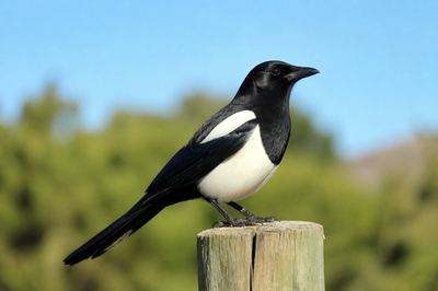 Magpie Fence Post(grok)