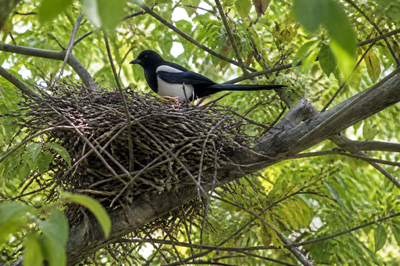Magpie Nest Tree(grok)