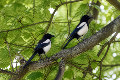 Overcast Tree Magpies