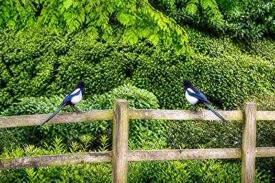 Park Fence Magpies