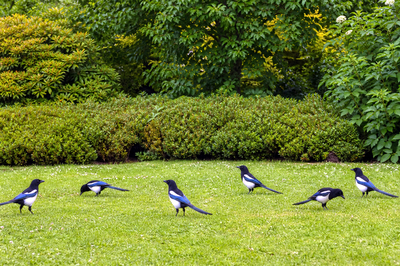 Park Magpie Flock