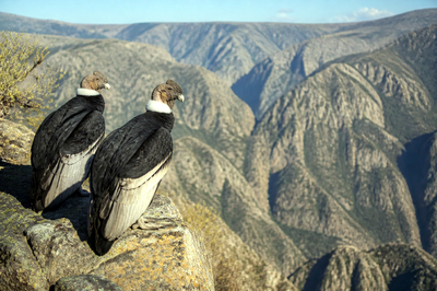 Afternoon Ledge Condors