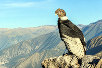 Morning Cliff Condor