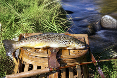 Afternoon Bank Catch
