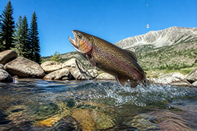 Sunny Stream Leap