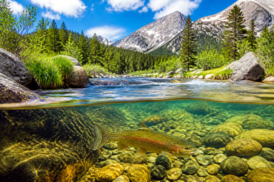 Travel Trout Stream(grok)