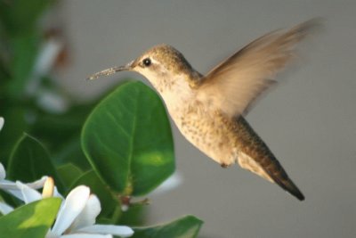 Bonito colibrÃ­ jigsaw puzzle