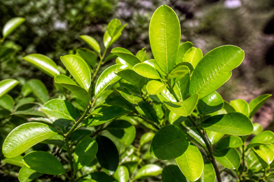 Coca Leaves Closeup(grok)
