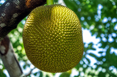 Jackfruit Rind(grok)