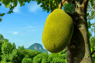 Sunny Tree Jackfruit