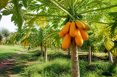 Papaya Tree Fruit(grok)