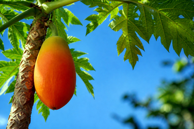 Sunny Tree Papaya