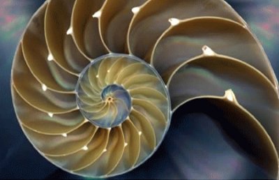 פאזל של shell