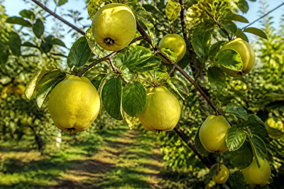 Morning Orchard Quince