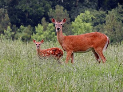 Doe With Fawn