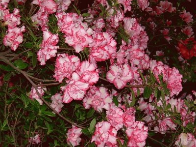 azalea jigsaw puzzle